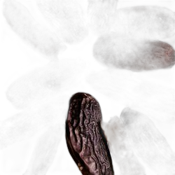 Tonka Bean